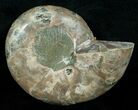 Beautiful Desmoceras Ammonite (Half) - #5223-2